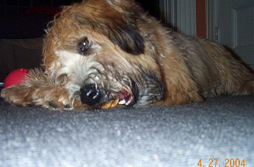 A happy dog